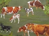 Cows