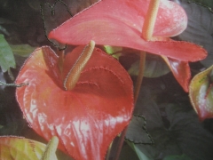 red flower