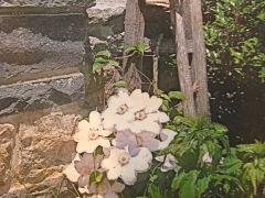 stone flower